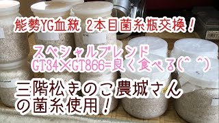 オオクワガタ 能勢YG血統 2本目菌糸瓶交換！『三階松きのこ農城 菌糸使用！』 『GT34×GT866のブレンド！』