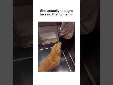 Stay inspired – subscribe for new content! 🔥 #funnydog #comedy #funnypets