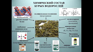 Морские водоросли - источник лекарств будущего от вирусных заболеваний