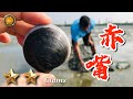 野味第四集 | 赤嘴蛤 趕海 | 大顆用烤的 | 萍哥Pinger