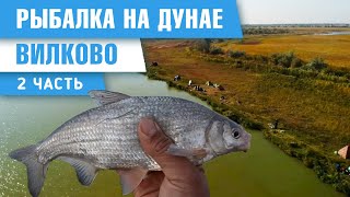 Вилково, Дунай. Встреча с дикими шакалами и кабанами. Часть вторая