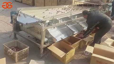 Automatic Grading and Sorting Machine for Dates