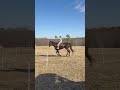 😝 #horse #equestrianjourney #horseracing #rodeo