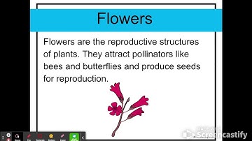 Lesson 3: Plant Structures - Google Slides NGSS 4th Grade