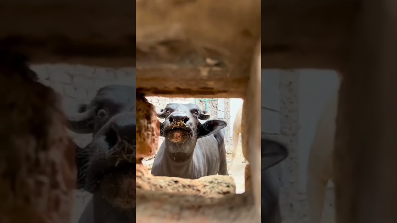 🥰 Camel and Buffalo Living Video 2022 #shortsvideo #buffalo #akfunn #anima...