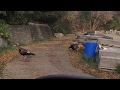 Wild Turkeys and Three Jobs in One Day
