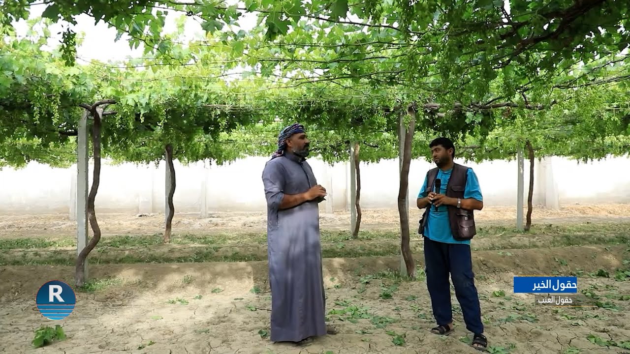 حقول الخير  || 1 - 6 - 2024 || حقول العنب وكيفية زراعتها في الريف الجنوبي لمدينة الرقة