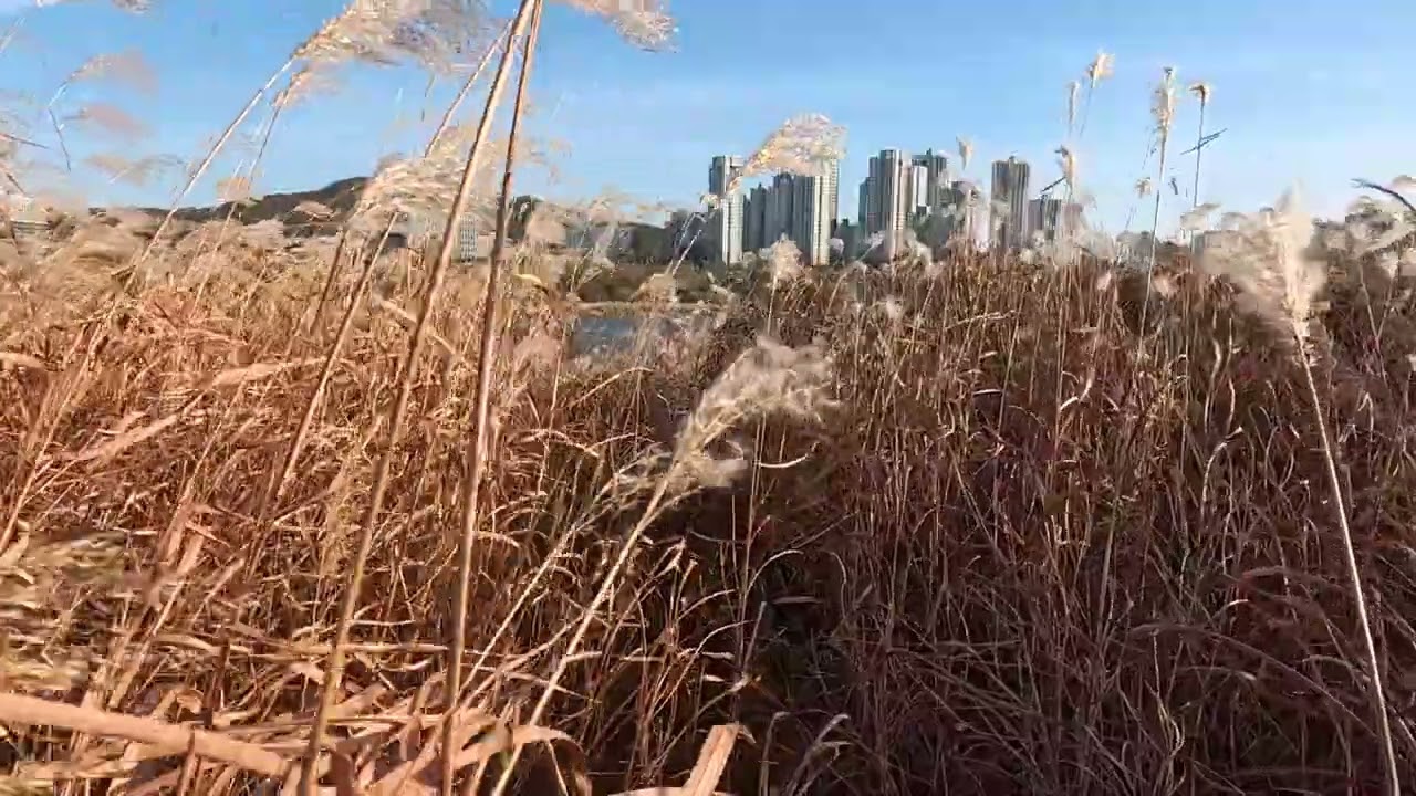 The sound of wind in the reeds/White noise, Pink noise for deep sleep/갈대밭 바람소리 ASMR/잠들기/숙면/멍때리기