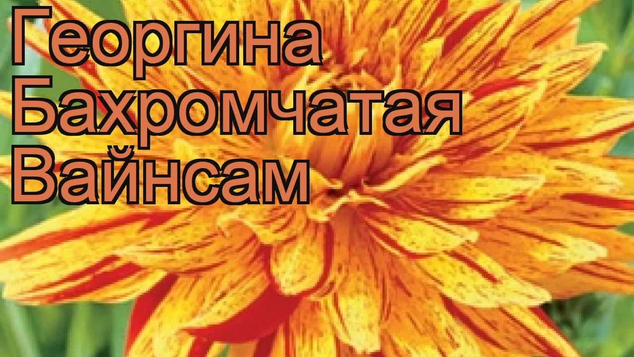 Георгина бахромчатая Вайнсам 🌿 обзор: как сажать, рассада георгины Вайнсам