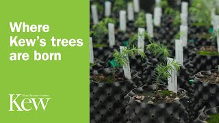 Where Kew’s trees are born