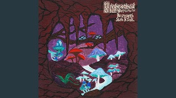 Through Fungi and Fireflies