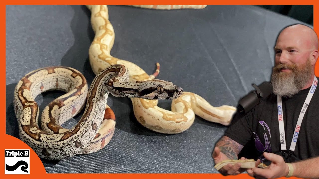 Breeding Boas full time with John Chausmer - Triple B TV Ep.280