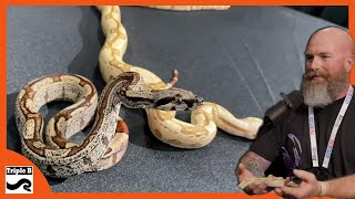 Breeding Boas full time with John Chausmer - Triple B TV Ep.280