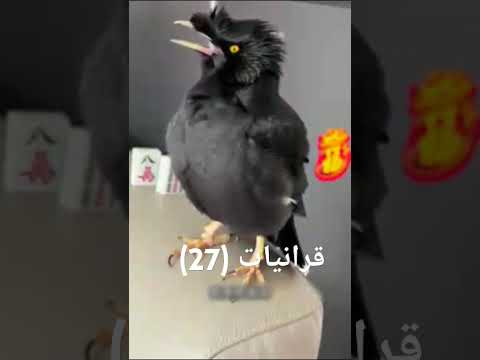 قبل ان تؤذن الجمعه٠٠٠ شاهد كيف خشوع الطائر مع هذيه الأيه العظيمه