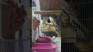 ||Cockatiel Handtame ❤️Handfeed Tame❤️||#shortsvideo#birds#birdlovers#trending#viral #parrots #video