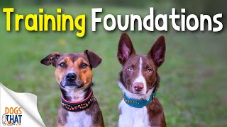 Dog Training Foundations For Life Or For Sport