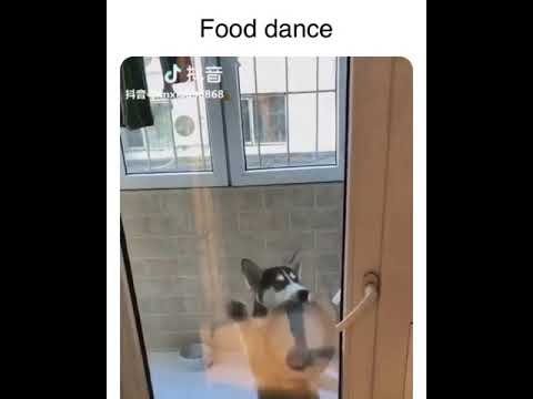 Video Lucu  Hewan  Cara Melatih Anjing untuk Meminta Makan 