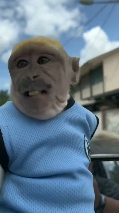 Video Viral Monyet Ganteng banget #monyetlucu