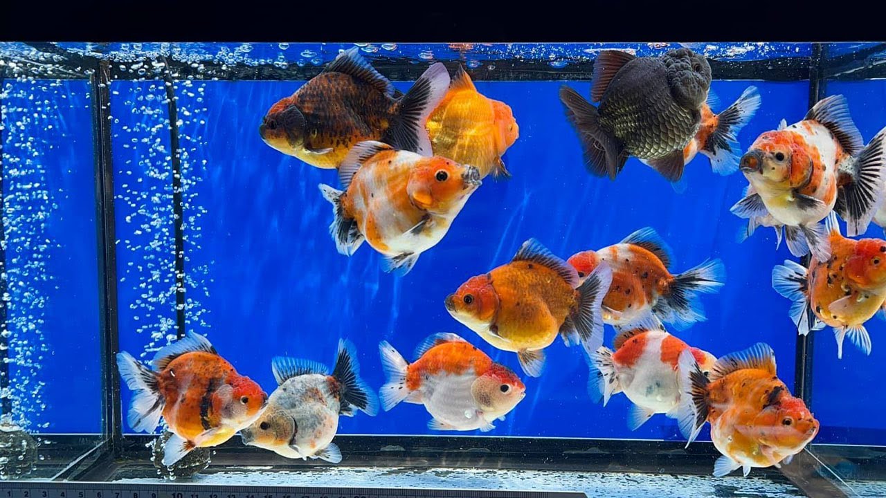 魚好きにはとても美しい金魚 Youtube 魚好きにはとても美しい金魚 Youtube