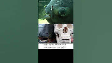 Рыба с человеческими зубами 😨😨😨