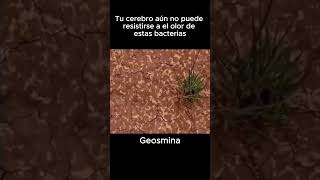 El olor de la lluvia tiene nombre… y es más poderoso de lo que crees