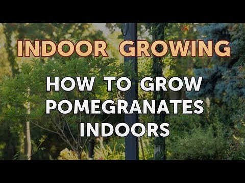 Video: Indoor Pomegranate