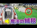 【検証】“魔法の絨毯”を歌いながら迎えに行ったら車に乗ってくれるのか？