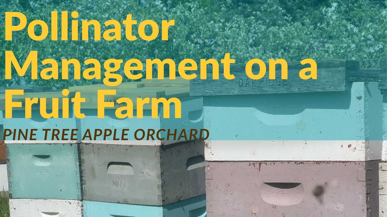 Pollinator management on a fruit farm: Pine Tree Apple Orchard