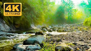 Relaxing Sunny Forest Stream 🍃💧 - 10 Hours 4K - Relaxing Nature Sounds
