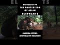 ELEPHANT RECEIVES AYURVEDA MEDICINE EYE TREATMENT