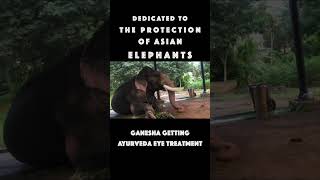 ELEPHANT RECEIVES AYURVEDA MEDICINE EYE TREATMENT