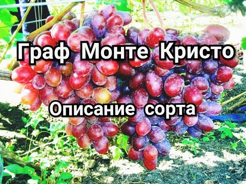 Виноград Граф Монте Кристо Описание Сорта Фото Виноград Граф Монте Кристо Описание Сорта Фото
