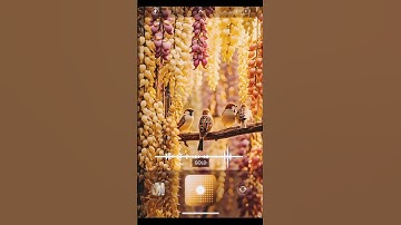 طيور مع تلاوة عطرة من الذكر الحكيم #tags