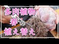 【多肉植物】春が来ました。今回は春の植え替えです！