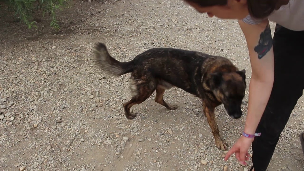 Vulcan - such a pretty guy camera iphone 8 plus apk