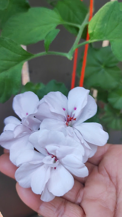 Viral Ivy Geranium | Geranium 💖#ivygeranium #shorts #tips #geranium #song