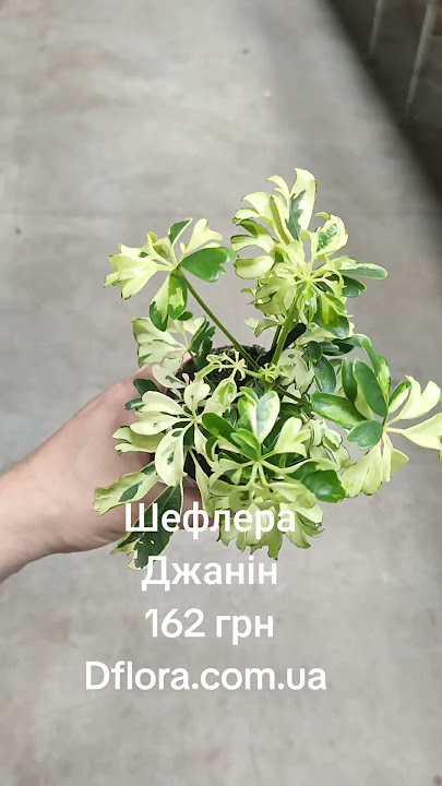 шефлера Джанін dflora.com.ua