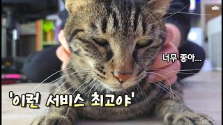 생각보단 상당히 좋았던 3가지 방법(고양이 털관리 ) cat hair care tips