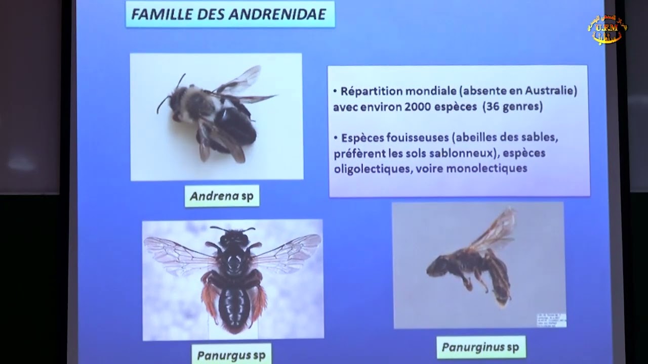 Abeilles et pollinisation incidence agro économique et ecologique causes  du déclin et moyens de pro