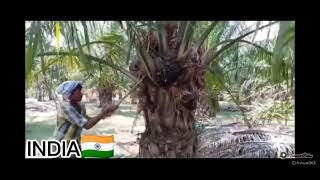 story india vs indonesia panen sawit lucu