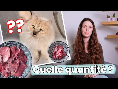 Vidéo: Comment Calculer La Quantité De Nourriture Humide Pour Nourrir Un Chat