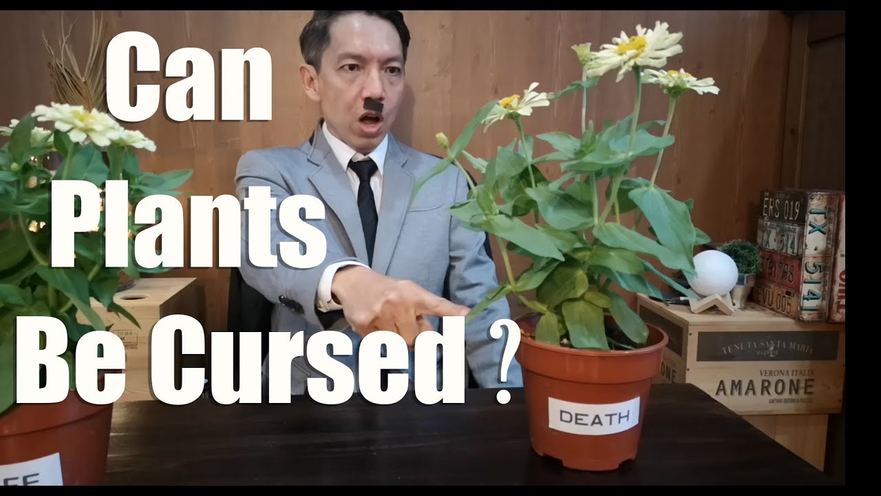 Can cursing a plant kill it? quantum entanglement YouTube
