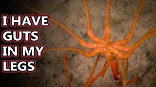 Sea Spider facts: they aren't really spiders | Animal Fact Files