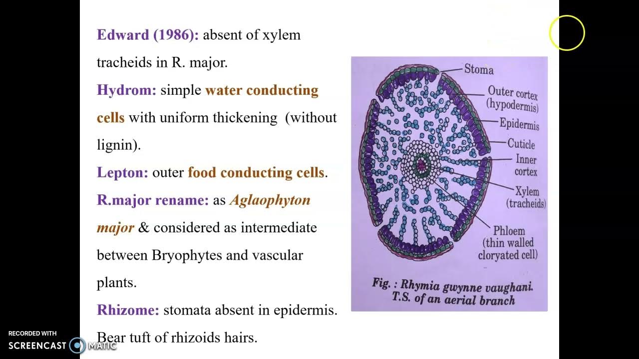 Rhynia Fossil Pteridophytes YouTube