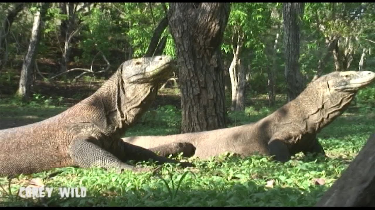 Komodo Dragon Vs Village People Worlds Biggest Monitor Lizard Corey Wild Youtube