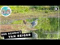 Ree schrikt van blauwe reiger  zelf geschoten  vroege vogels