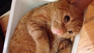 Подобрали бездомного котенка. Собака Артист Подобрали бездомного котенка. Собака Артист