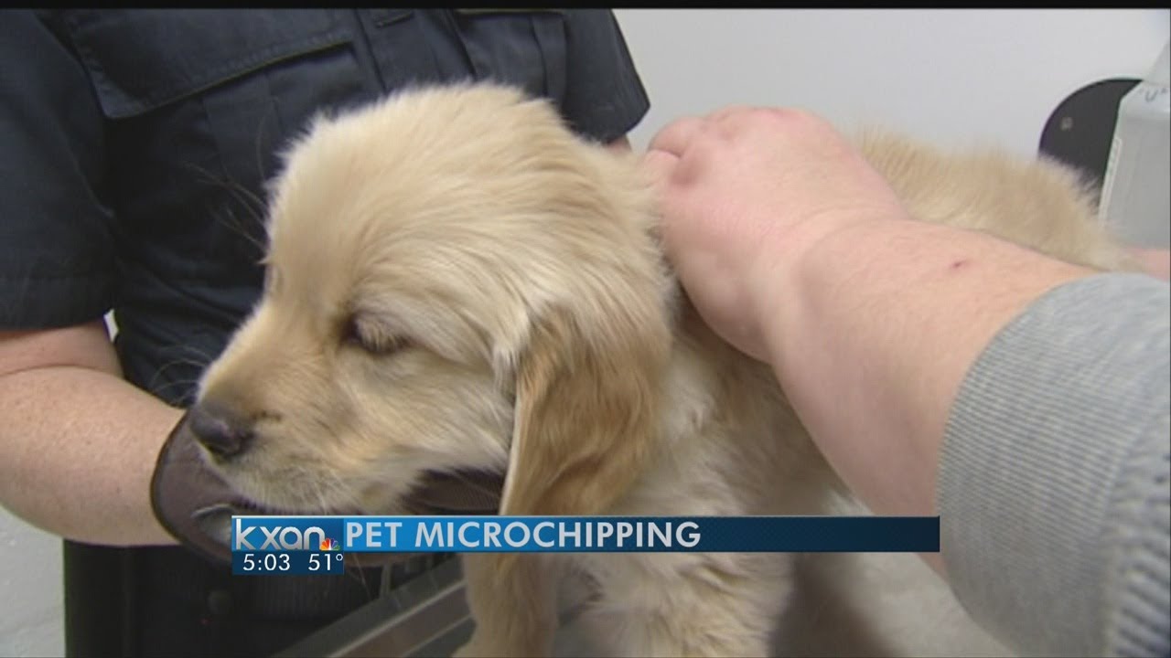 Free micro-chipping before fireworks