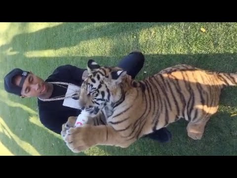 Thumb of Tyga's Tiger video