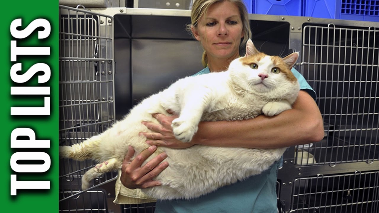 5 Most Obese Cats of All Time - YouTube